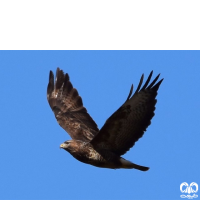 گونه سارگپه استپی Common Buzzard